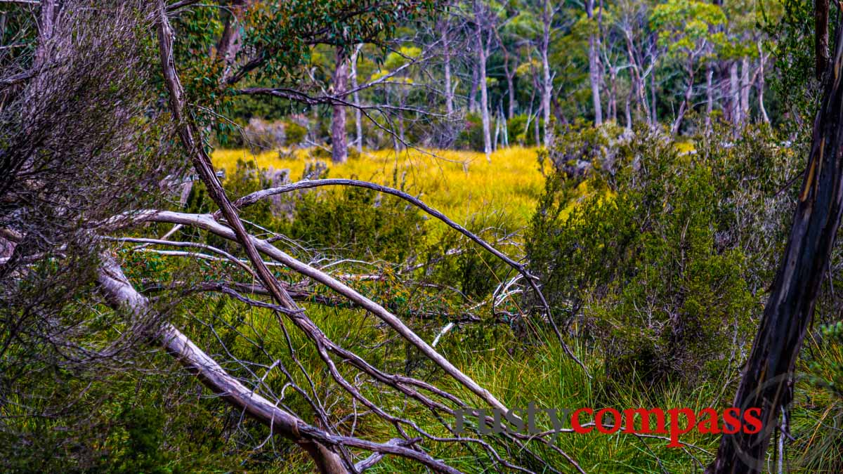 Tasmanian beauty